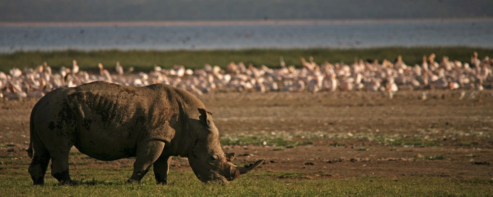 Rhino at Lake Nakuru